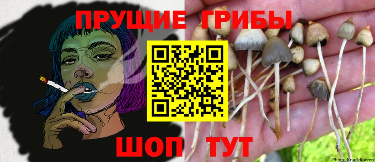 Галлюциногенные грибы MAGIC MUSHROOMS  Галлюциногенные грибы Psilocybine cubensis  закладка  Аша  Вход с VPN 